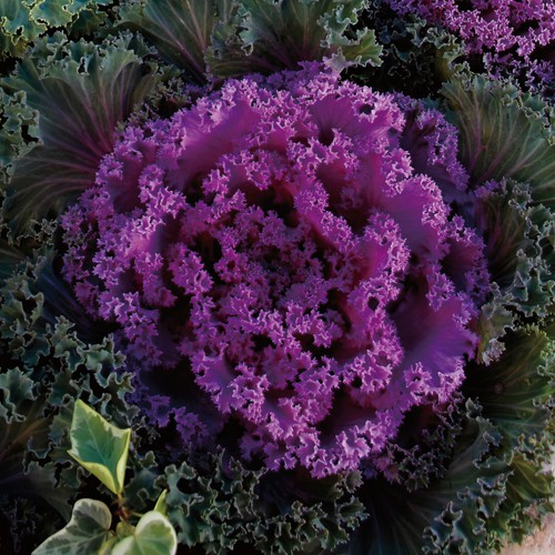Ornamental cabbage nagoya - nagoya, rose
