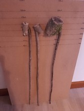 3 x  Seasoned  HAZEL SHANK