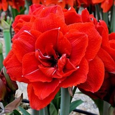 Amaryllis Hippeastrum Red