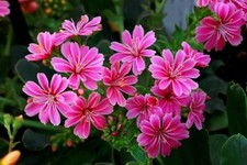 LEWISIA COTYLEDON  20 SEEDS