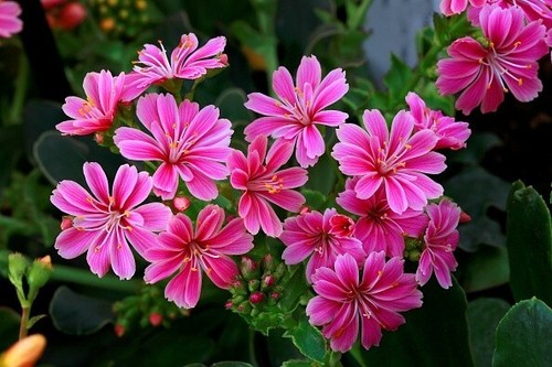Lewisia cotyledon seeds - cotyledon,