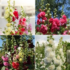 Hollyhock Seeds - Huge