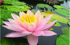 Barbara Dobbins water lily -