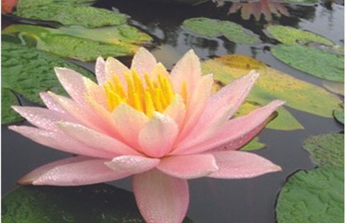 Barbara dobbins water lily - barbara,