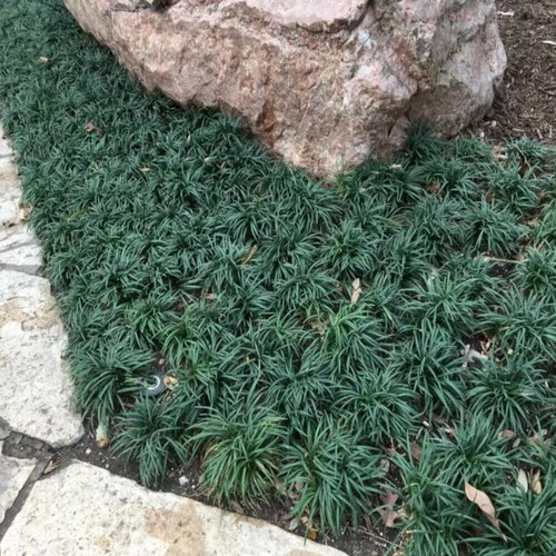 Pots of ophiopogon - 5,