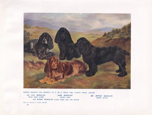 Cocker spaniel dogs antique - spaniel,