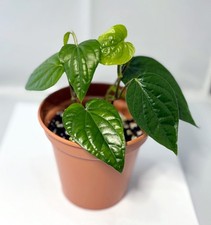 Paan Piper Betel Plant Betel Leaf Vine Small Leaf Variety Ready in Pot Two Stems