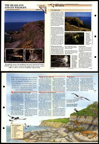 The headland and - headland,