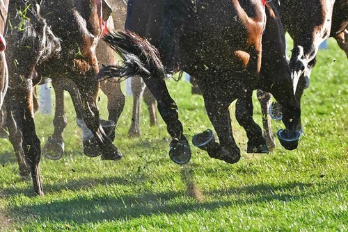 Stableking tips - stableking, –