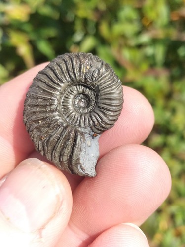 Mega rare schlothemia angulata - mega,