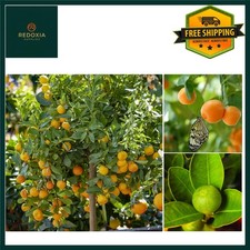 Panama Orange Citrus Tree -
