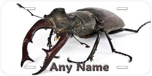 Stag beetle personalized - beetle,