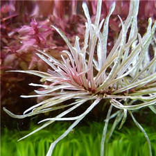 Ludwigia Inclinata Cuba White Edge Live Aquarium Plants Tropical K2AQUA