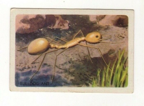 Australian animal trade card - trade,