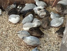 12 x Quail Cpq Button Eggs