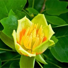 Tulip Tree - Liriodendron