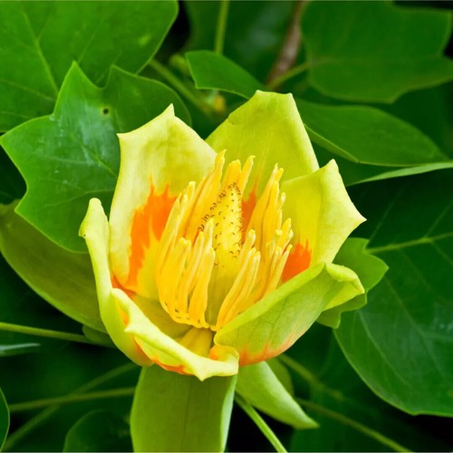 Tulip tree liriodendron - tree,