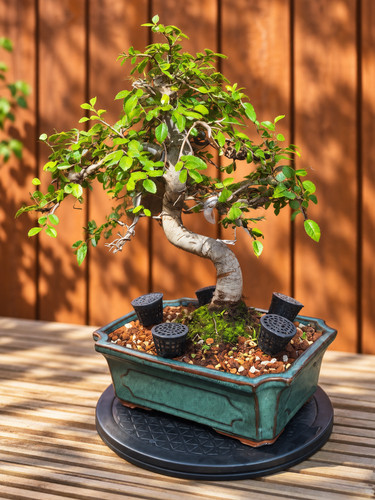 811 large shape chinese elm - large,