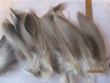 Bronze mallard feathers bulk bag of 50 large and medium fly tying