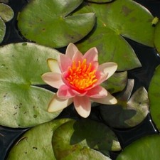 SHADY LADY Dwarf small pond