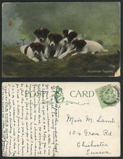 FOX TERRIER Puppies Dogs Puppy