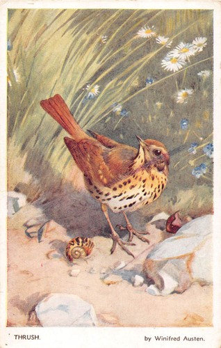 Postcard birds thrush - -,