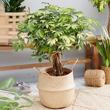 Schefflera Gold Capella Large Indoor House Plant Real Evergreen Tall Rare Plants