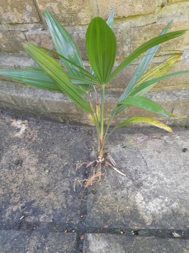 Trachycarpus fortunei palm - trachycarpus,