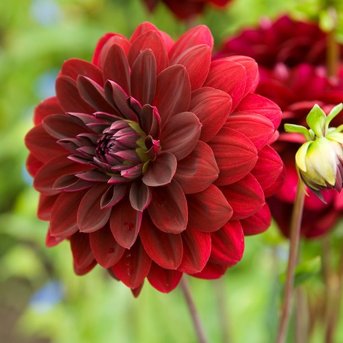 Dahlia tuber arabian night - dahlia,