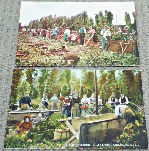 Kent hop pickers - hop, at