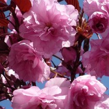 Prunus Royal Burgundy Japanese Flowering Cherry Tree 5-6ft in a 7.5 Litre Pot