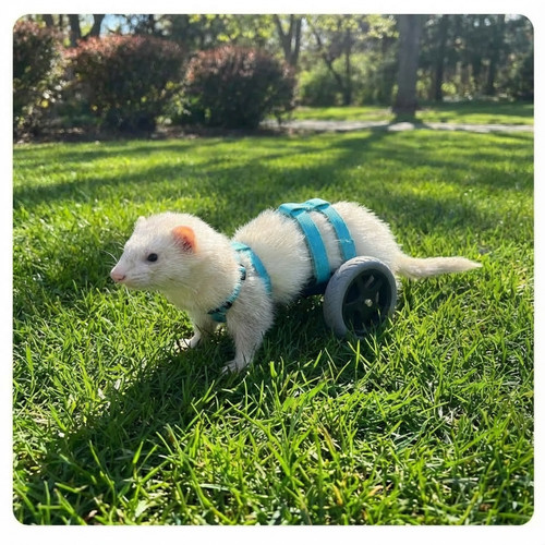Ferret wheelchair small - , animal