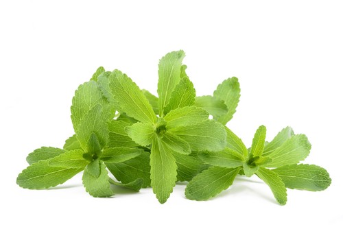 Stevia rebaudiana 40 seeds - –,