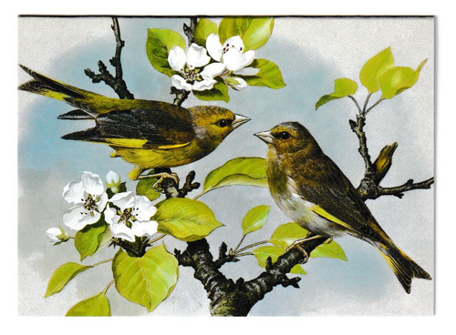 Basil ede greenfinches blank - greenfinches,
