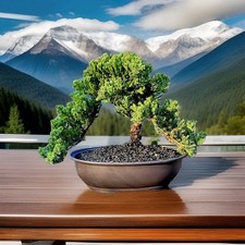 Japanes Juniper Bonsai In 9