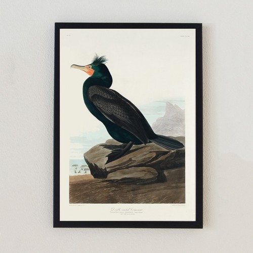1835 vintage bird illustration - vintage,