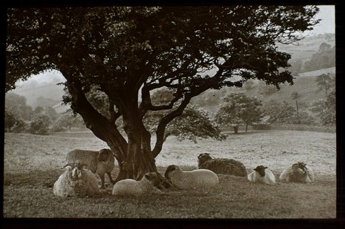 Sheep under the hawthorn tree - sheep,