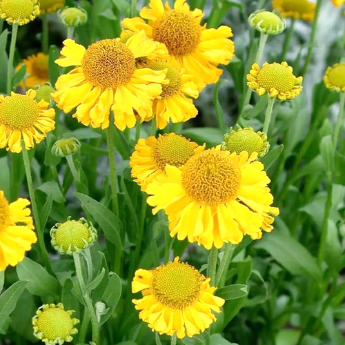 Perennial 90cm gold - perennial, drama