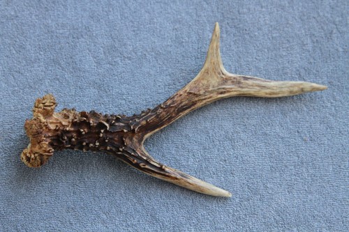 Naturally shed wild roe deer - shed,