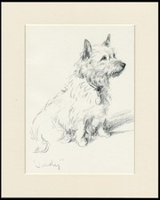 CAIRN TERRIER VINTAGE 1946 DOG