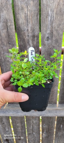 Creeping thyme live plant - creeping, plant,