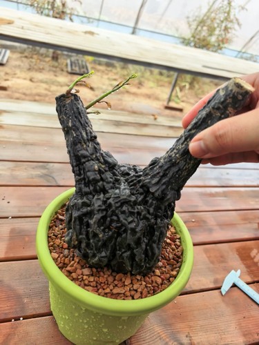 11cm rare live house - house, plant