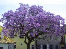 PAULOWNIA TOMENTOSA (1000+