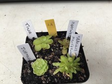 Pinguicula Collection. #22