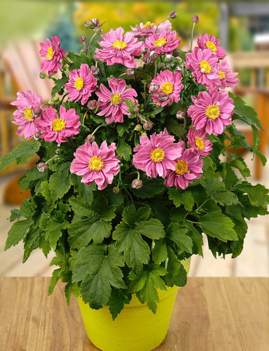 Anemone pretty lady - 'pretty,