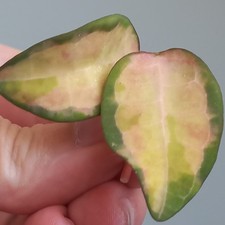 VERY RARE! Hoya Elliptica