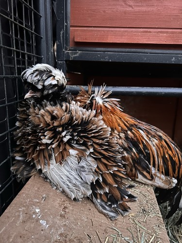 Polish hatching eggs - hatching, color