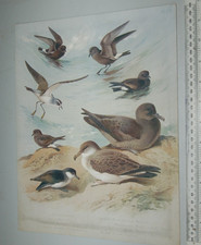 1916. ARCHIBALD THORBURN