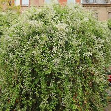 Fallopia Baldschuanica in 9cm Pot - Russian Vine Fast Growing Climbing Plant