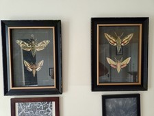 Graham & Green Set Of Two Moth